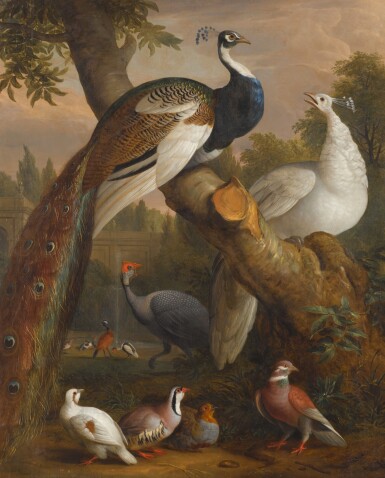 View full screen - View 1 of Lot 208. Two peacocks, a guinea fowl, a red-legged partridge, a grey partridge, a shelduck and other birds in a landscape.