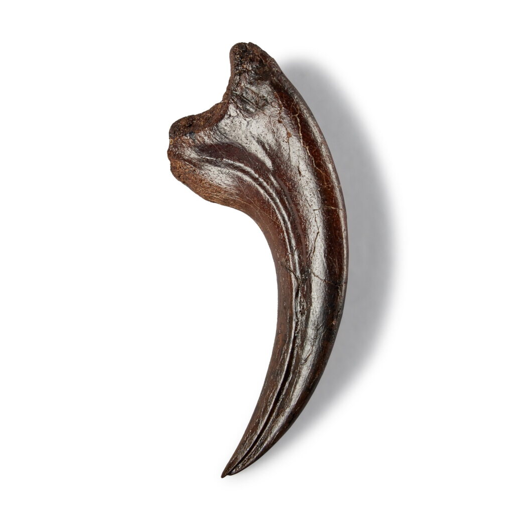 View full screen - View 1 of Lot 205. Dakotaraptor "Killing" Foot Claw.
