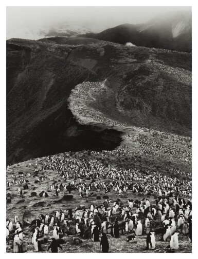 View full screen - View 1 of Lot 58. SEBASTIÃO SALGADO | CHINSTRAP PENGUINS (PYGOSCELIS ANTARCTICA), DECEPTION ISLAND, ANTARCTICA (FROM GENESIS).