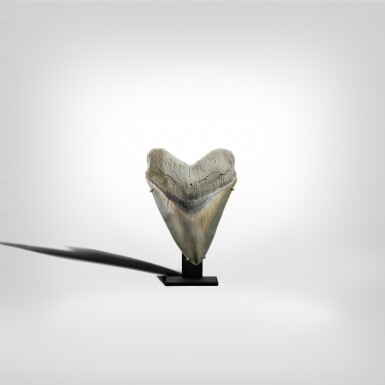 View full screen - View 1 of Lot 55. Megalodon Shark Tooth.
