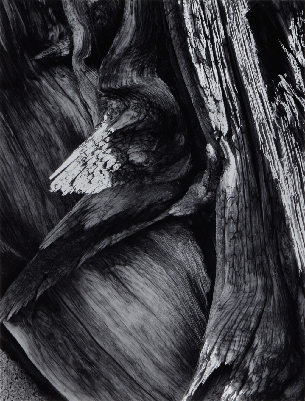 View full screen - View 1 of Lot 71. ‘Juniper Tree Detail, Sequoia National Park, California’.