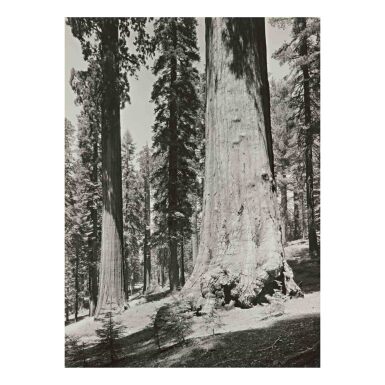View full screen - View 1 of Lot 44. 'Mariposa Grove of Giant Sequoias, Yosemite'.