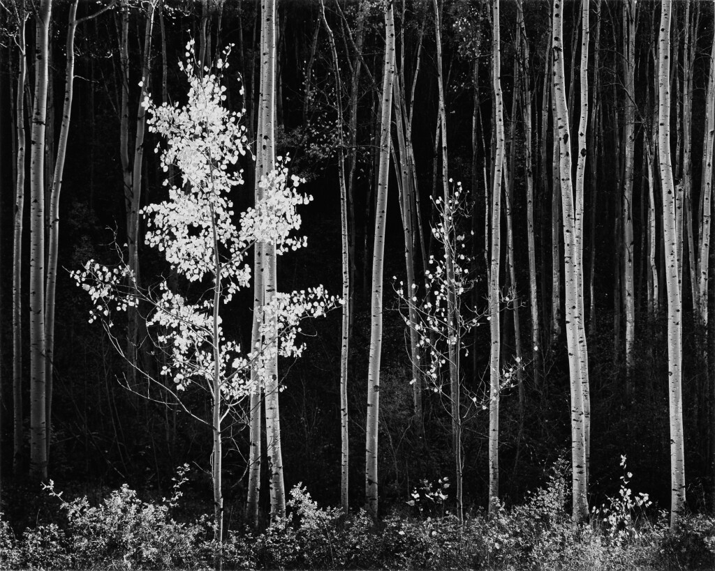 View full screen - View 1 of Lot 53. 'Aspens, Northern New Mexico' (Horizontal).