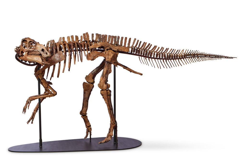 View full screen - View 1 of Lot 81. Juvenile Gryposaurus | 幼年鈎鼻龍.