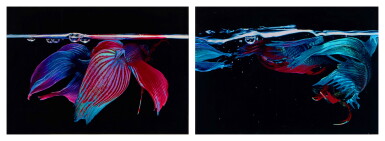 View full screen - View 1 of Lot 913. Betta Splendens, New York City (2 Photographs).