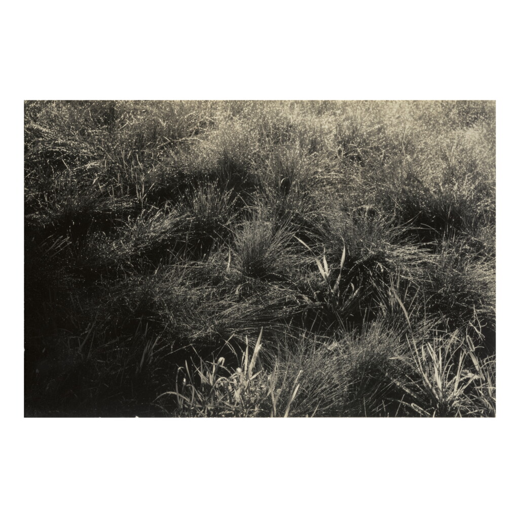 View full screen - View 1 of Lot 19. ALFRED STIEGLITZ | GRASSES.