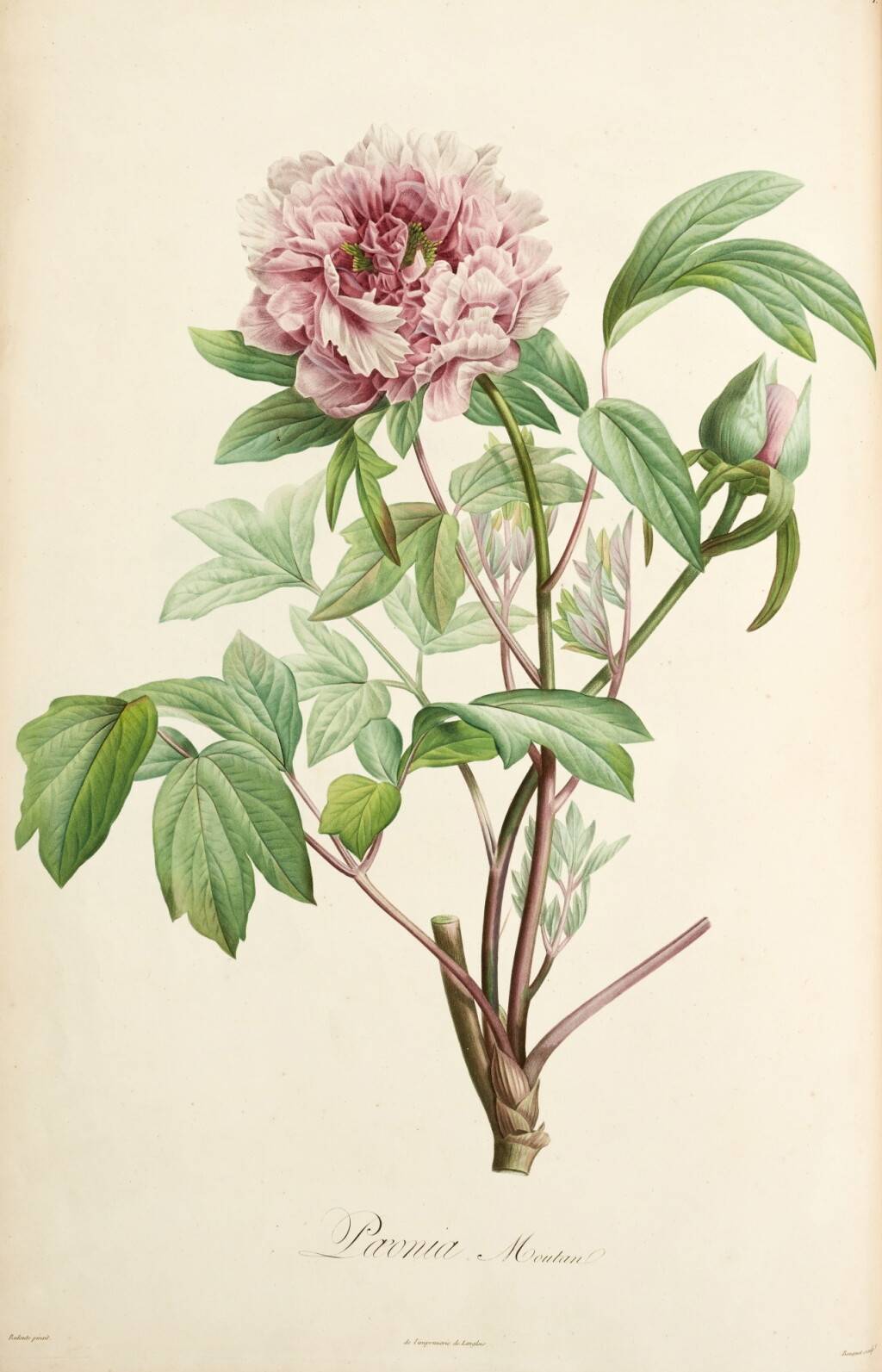 View full screen - View 1 of Lot 269. Aimé Jacques Alexandre Bonpland | Description des plantes rares cultivées à Malmaison et à Navarre, Paris, 1813.