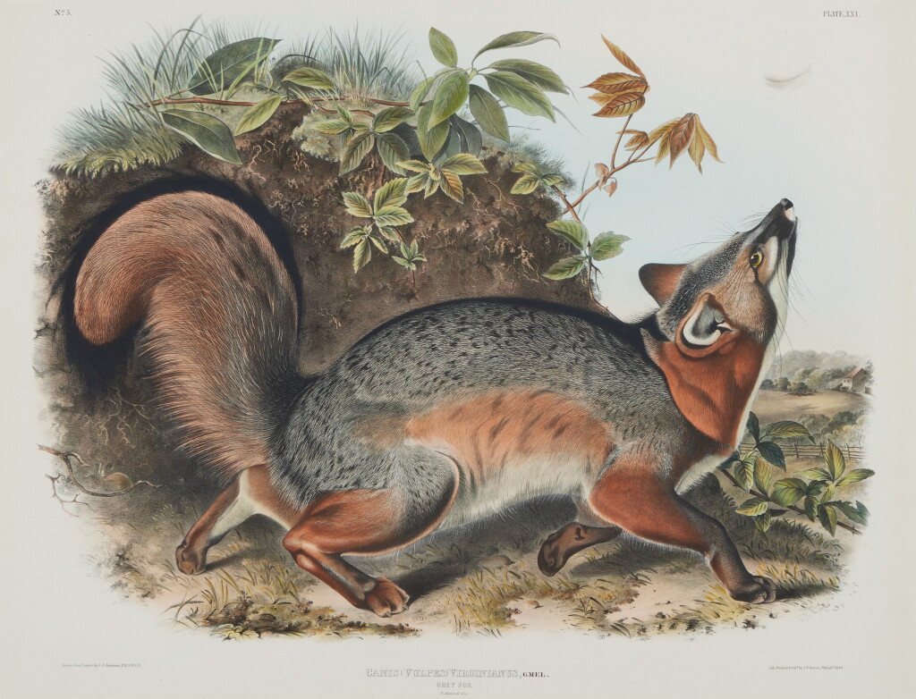 View full screen - View 1 of Lot 200. Grey Fox (Plate XXI).