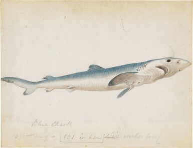 View full screen - View 1 of Lot 153. Four studies of fish.