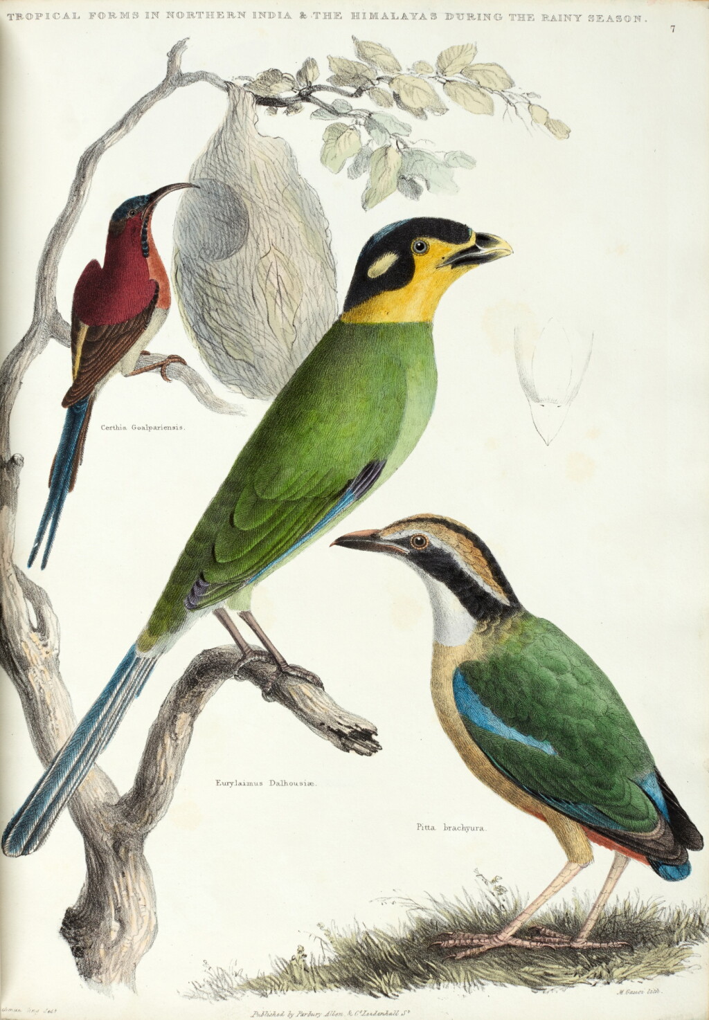 View full screen - View 1 of Lot 462. J. Forbes Royle | Illustrations of the botany... of the Himalayan mountains, London, 1839, 2 vols, contemporary russia.