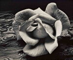 Rose and Driftwood, San Francisco