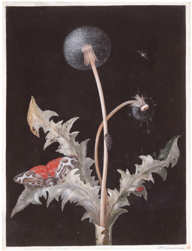 View full screen - View 1 of Lot 64. A dandelion and a moth.