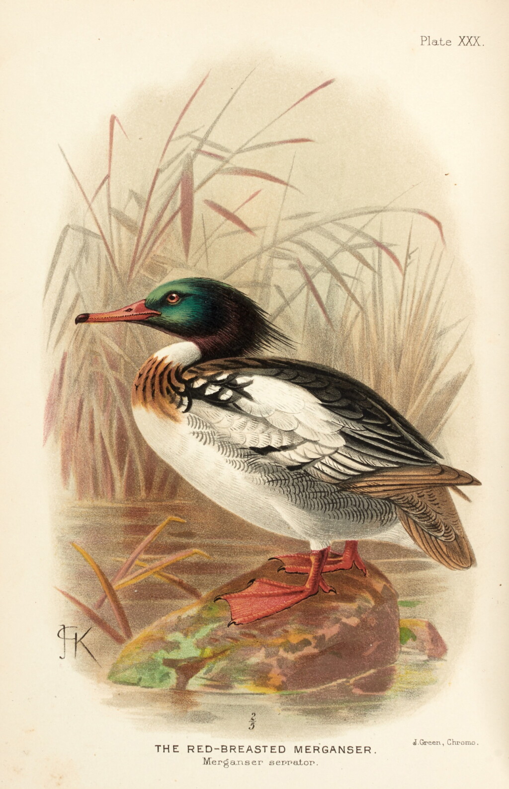 View full screen - View 1 of Lot 258. E.C. Stuart Baker | The Indian ducks and their allies, London, 1908, contemporary green half morocco.