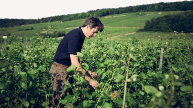 View full screen - View 1 of Lot 262. Charmes Chambertin 2019 Domaine Arlaud Père et Fils (6 BT).