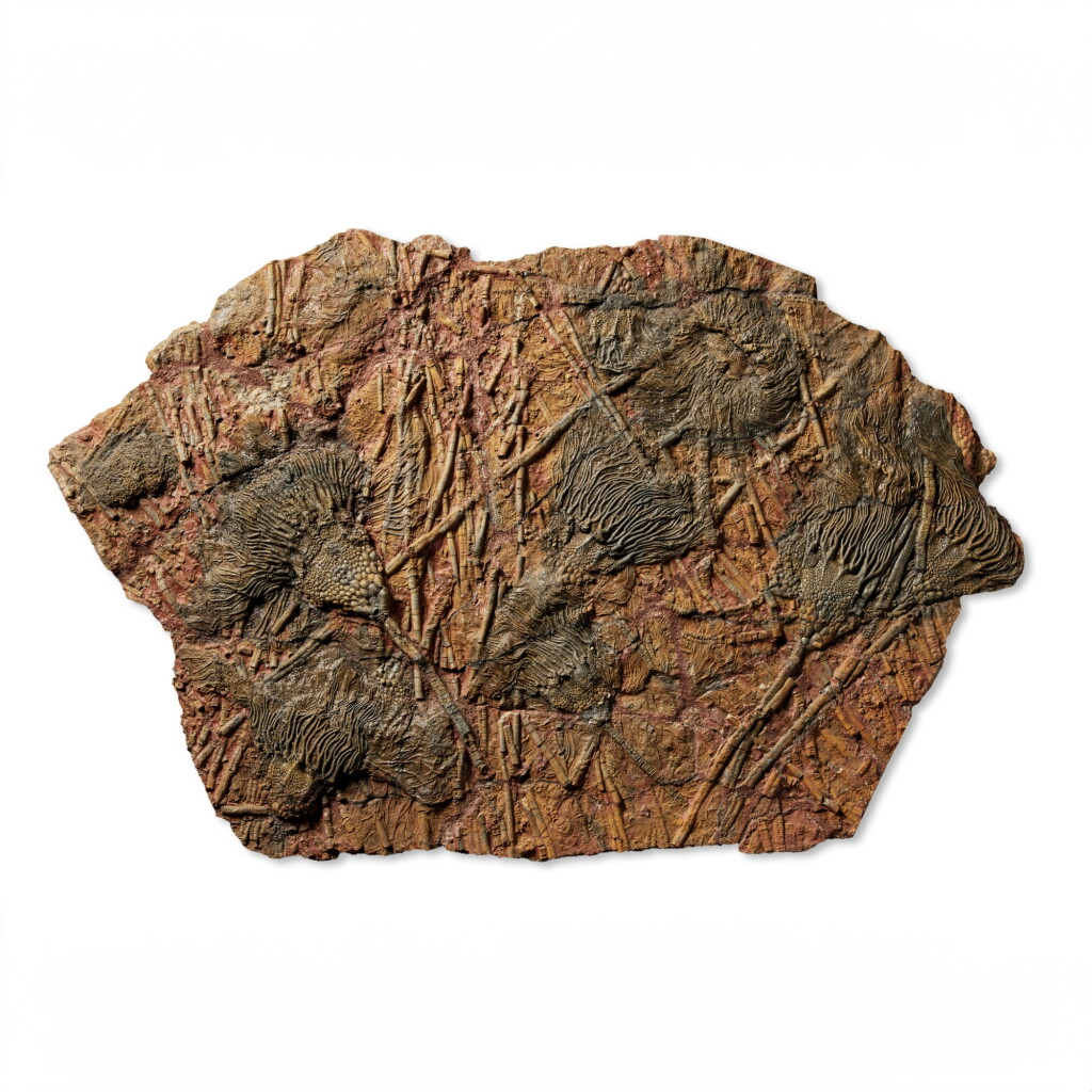 View full screen - View 1 of Lot 31. A Colony of Fossilized Sea Lilies.