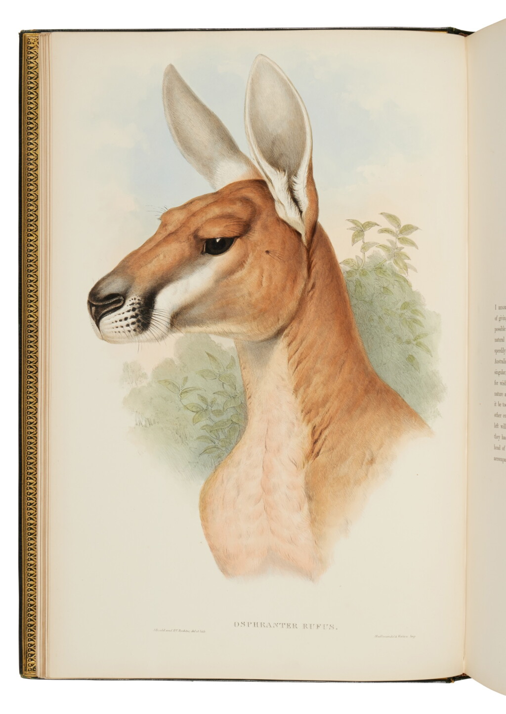 View full screen - View 1 of Lot 64. Gould, John | The first and likely finest survey of the subject.