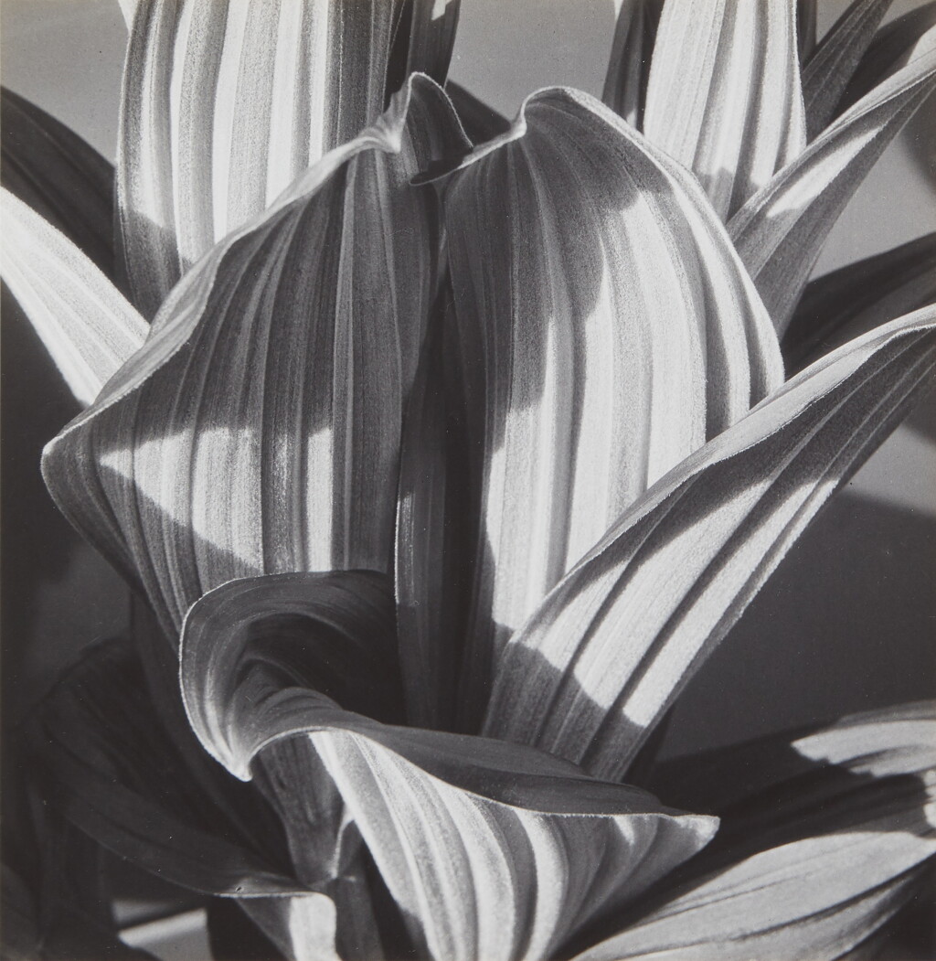 View full screen - View 1 of Lot 481. False Hellebore.