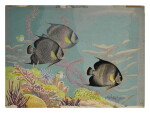 BLACK ANGELFISH