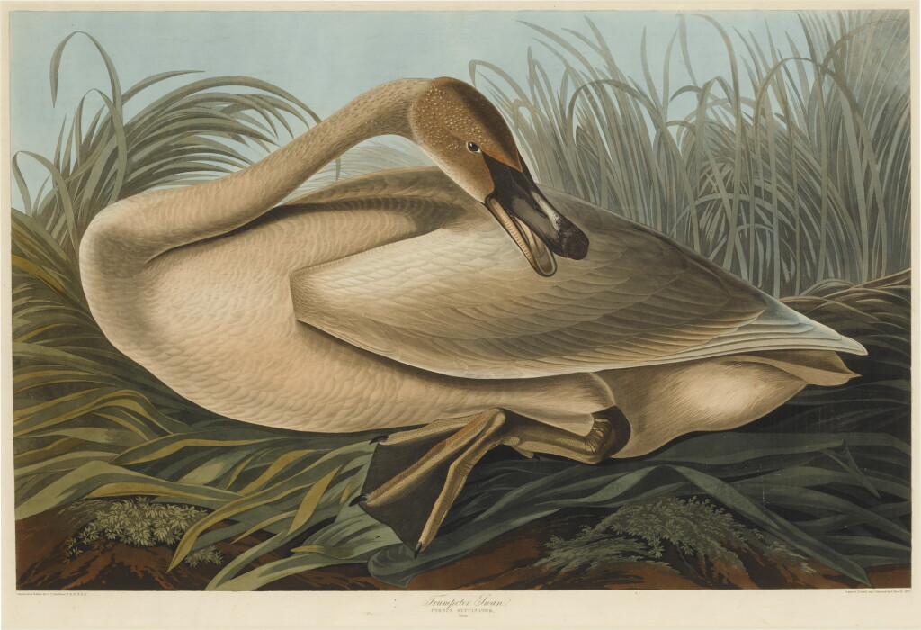 View full screen - View 1 of Lot 487. Trumpeter Swan, Young (Plate CCCLXXVI).
