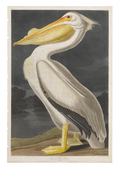 View full screen - View 1 of Lot 489. American Pelican (Plate CCCXI).