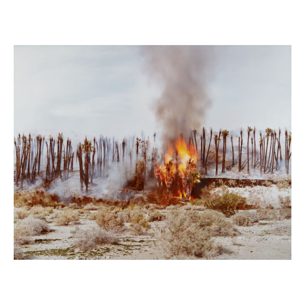 View full screen - View 1 of Lot 169. RICHARD MISRACH | DESERT FIRE #1 (BURNING PALMS) (FROM DESERT CANTO IV: THE FIRES).