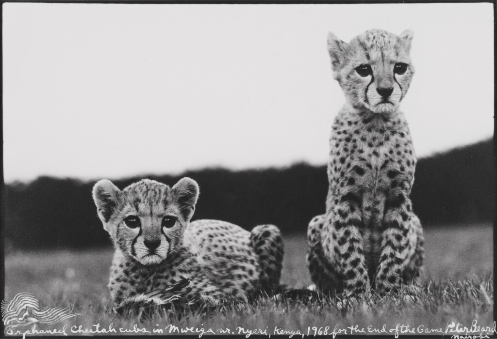 View full screen - View 1 of Lot 205. 'Orphaned Cheetah Cubs in Mweiga Nr. Nyeri, Kenya'.
