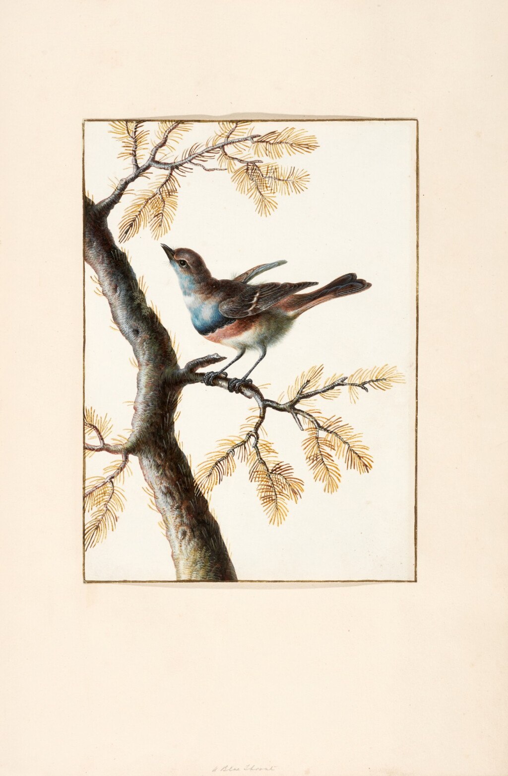 View full screen - View 1 of Lot 60. Margaretha Barbara Dietzsch | A fine album of ornithological watercolours, eighteenth century.