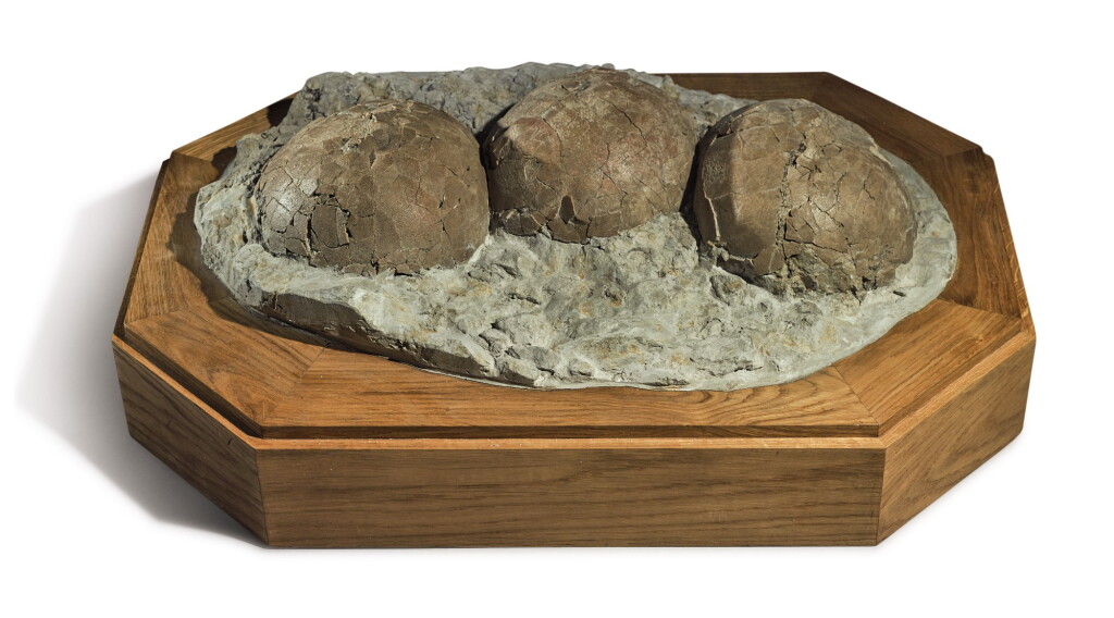 View full screen - View 1 of Lot 92. A CLUTCH OF SAUROPOD EGGS.