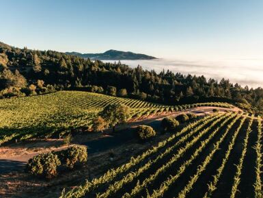 View full screen - View 1 of Lot 30. Mt. Brave | Scaling Mount Veeder (6 DM).