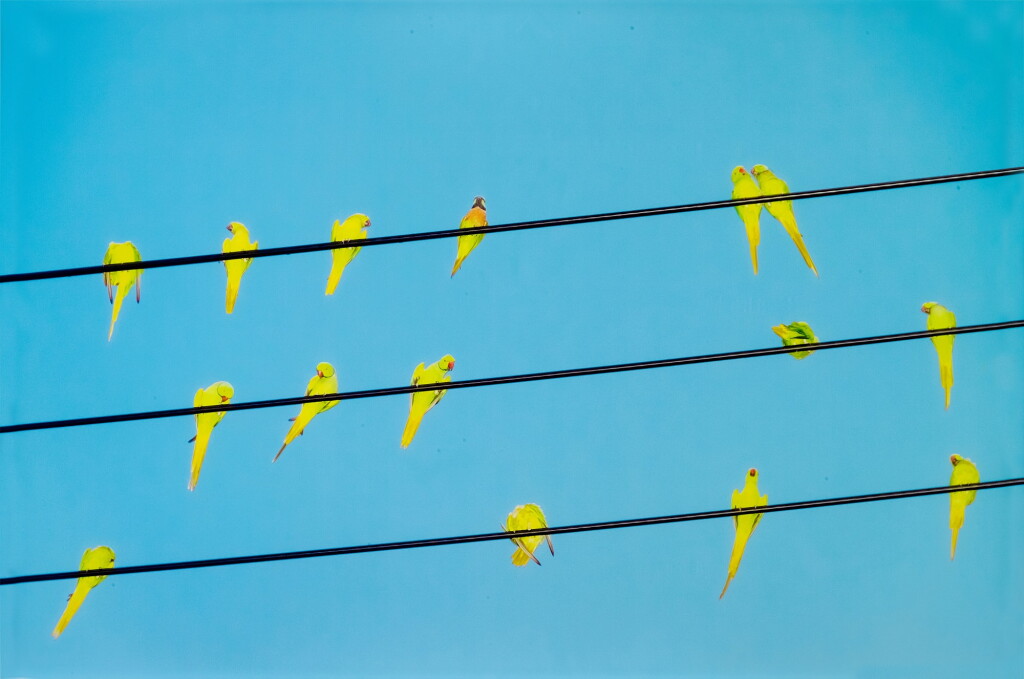 View full screen - View 1 of Lot 85. Tokyo Parrots 012 | 東京鸚鵡 012.