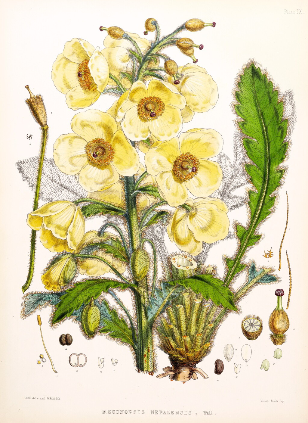 View full screen - View 1 of Lot 334. Hooker. Illustrations of Himalayan Plants. 1855.