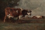 Grazing Cows