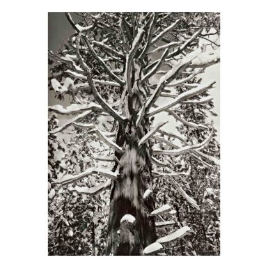 View full screen - View 1 of Lot 68. 'Cedar Tree, Winter, Yosemite Valley'.