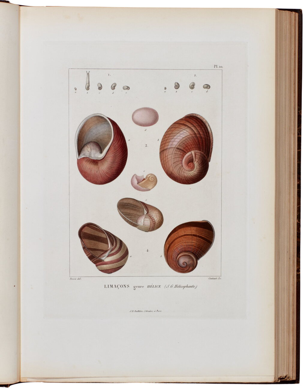 View full screen - View 1 of Lot 13. A.D. Férussac and G.P. Deshayes | Histoire...des mollusques, terrestres et fluviatiles. Paris, 1820-51, 4 volumes, folio.