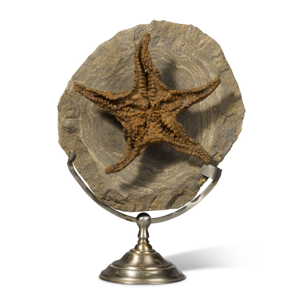View full screen - View 1 of Lot 16. Fossil Starfish Plaque.