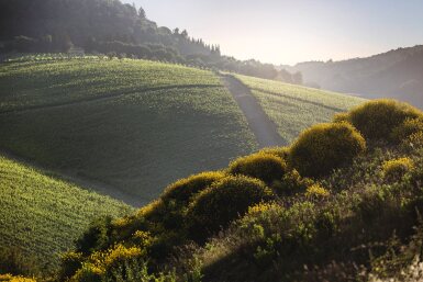 View full screen - View 1 of Lot 810. Solaia 2012 (1 DM).