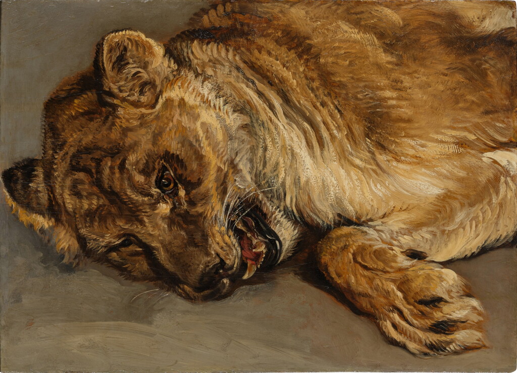 View full screen - View 1 of Lot 527. Study of a Lioness.