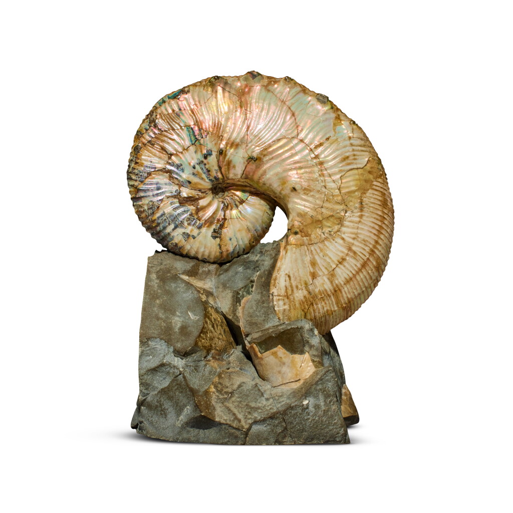 View full screen - View 1 of Lot 222. Pearly Ammonite Fossil on Matrix — Hoploscaphites.