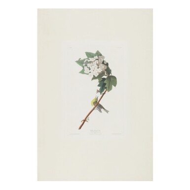View full screen - View 1 of Lot 1786. JOHN JAMES AUDUBON (AFTER) | YELLOW-THROATED VIREO (PLATE CXIX).