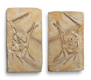 View full screen - View 1 of Lot 12. Pterodactylus Fossil Plates (Positive & Negative).