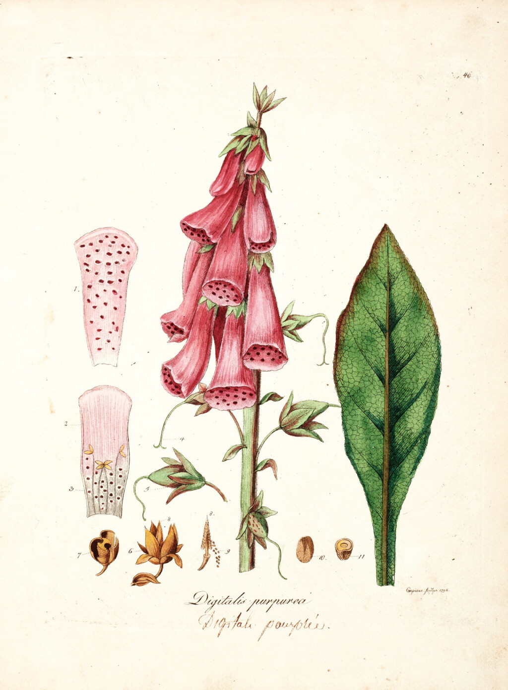 View full screen - View 1 of Lot 9. Dreves and Hayne | Choix de plantes d'Europe, 1802, 5 volumes.
