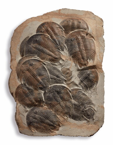 View full screen - View 1 of Lot 21. A LARGE MASS MORTALITY OF TRILOBITES.