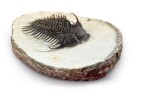 A SPINY TRICORN TRILOBITE