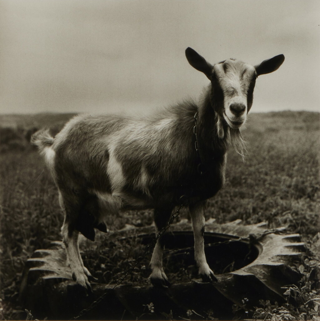 View full screen - View 1 of Lot 1107. Goat, Hyrkin Farm, Westown, NY.