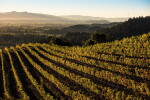 Mixed Napa Cabernet 2010 - 2014 (6 BT)