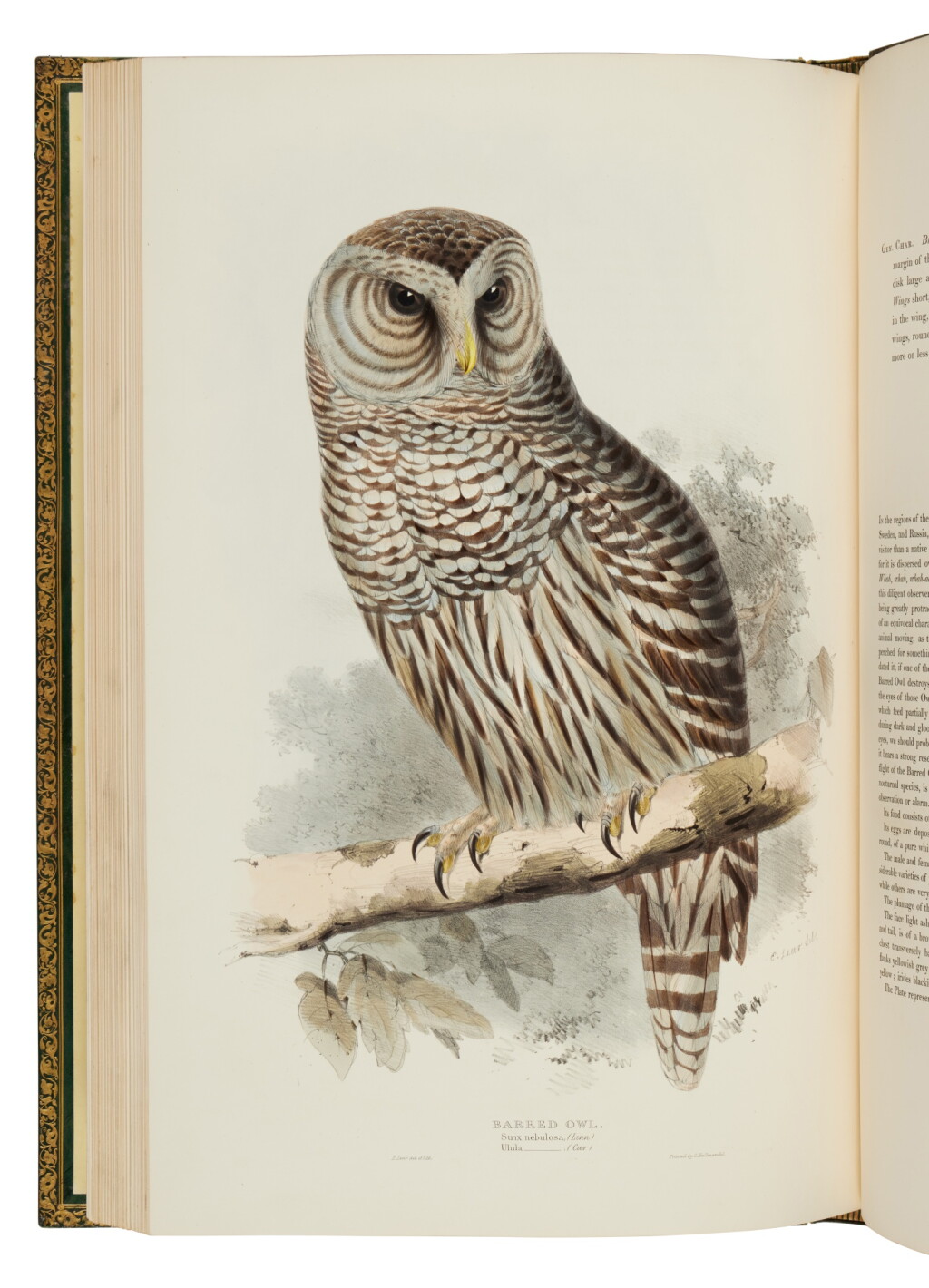 View full screen - View 1 of Lot 62. Gould, John | An ornithological Michelangelo.
