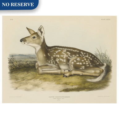 View full screen - View 1 of Lot 494. Common American Deer. Fawn. (Plate LXXXI).