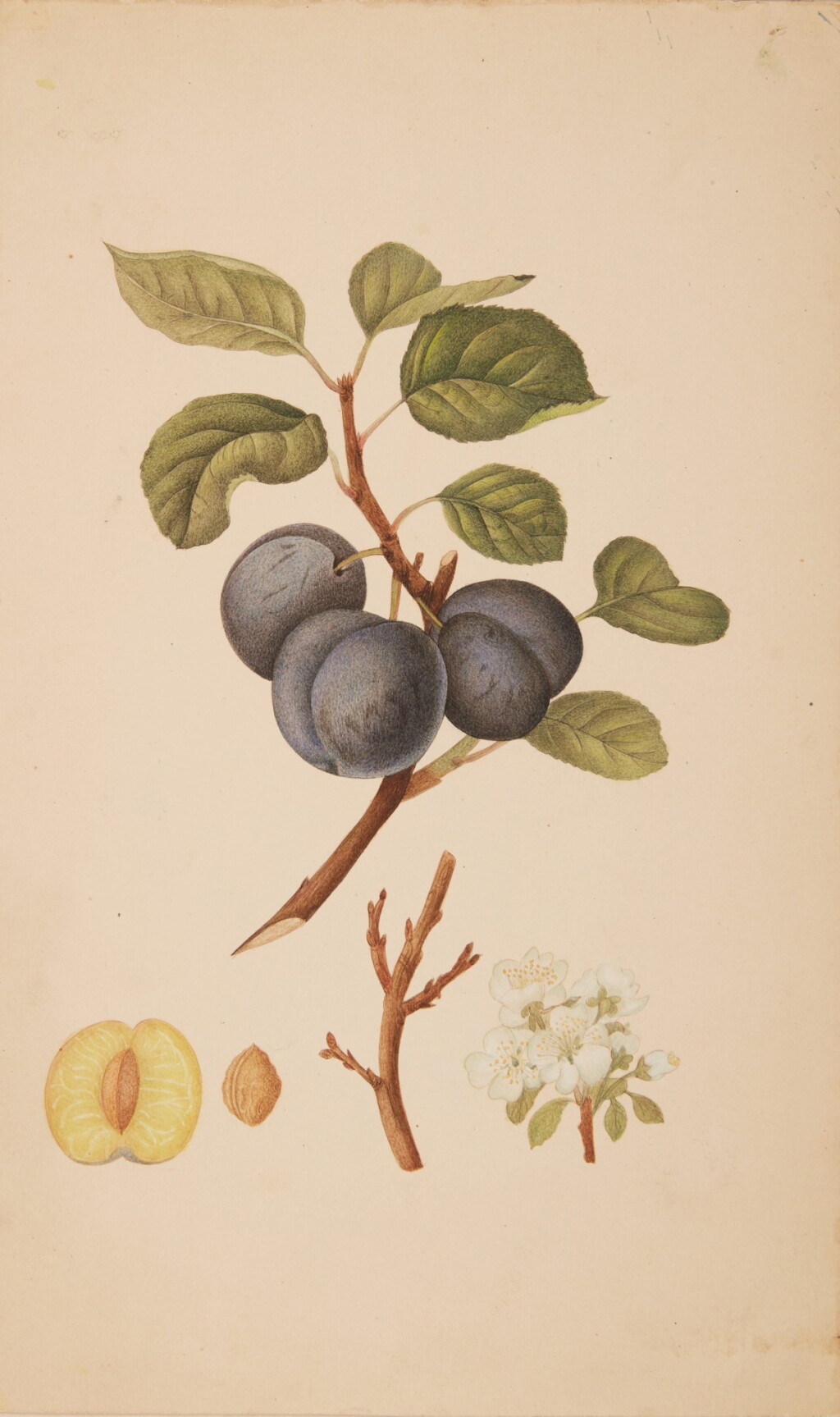View full screen - View 1 of Lot 600. A set of six botanical paintings depicting an apple and plums, India, Company School, 19th century.
