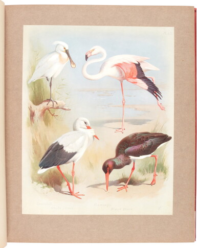 View full screen - View 1 of Lot 209. Archibald Thorburn | British Birds, 4 volumes PLUS supplementary part, 1915-18.