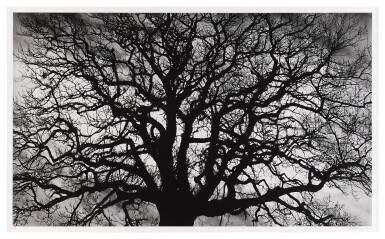 View full screen - View 1 of Lot 102. Untitled (Tree).